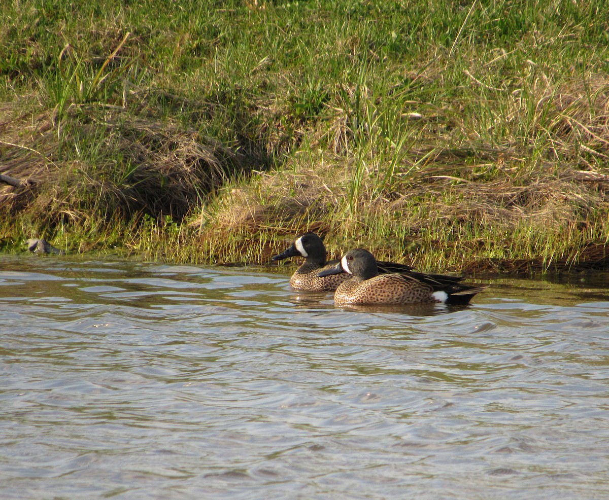 Blue-winged Teal - ML222749081