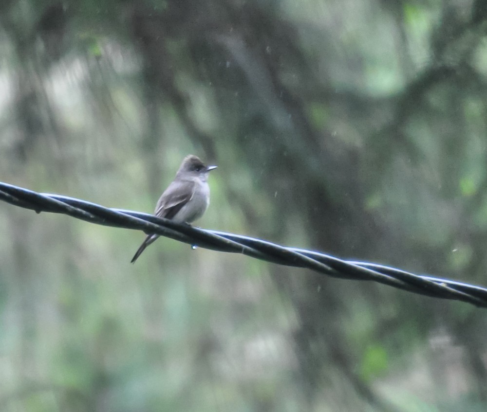 Western Wood-Pewee - ML222753281