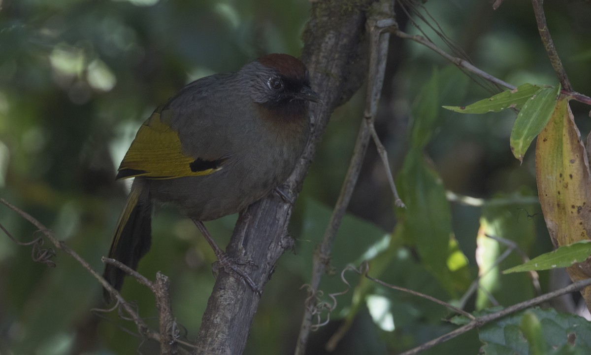 Silver-eared Laughingthrush - ML222754201