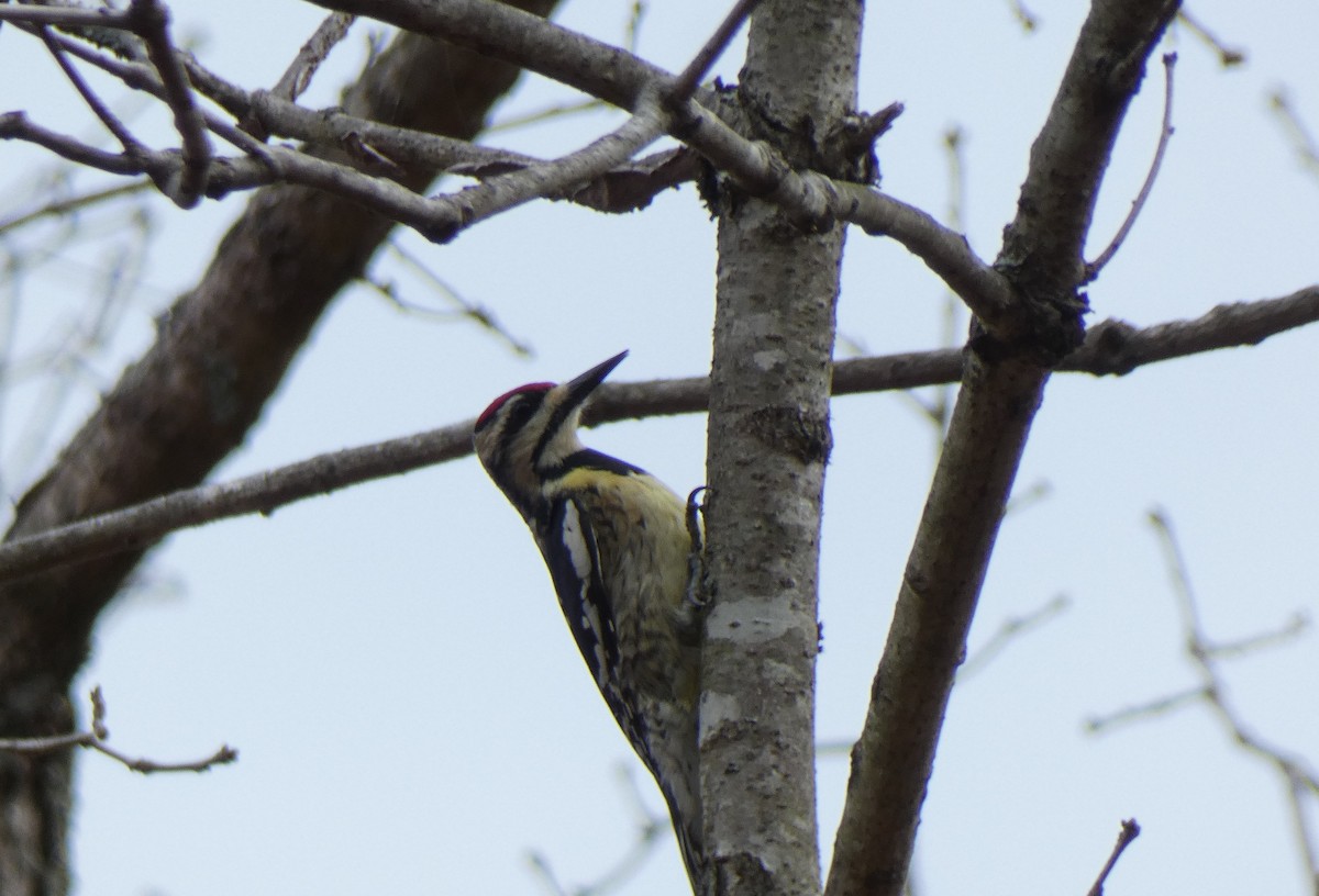 Yellow-bellied Sapsucker - ML222755681