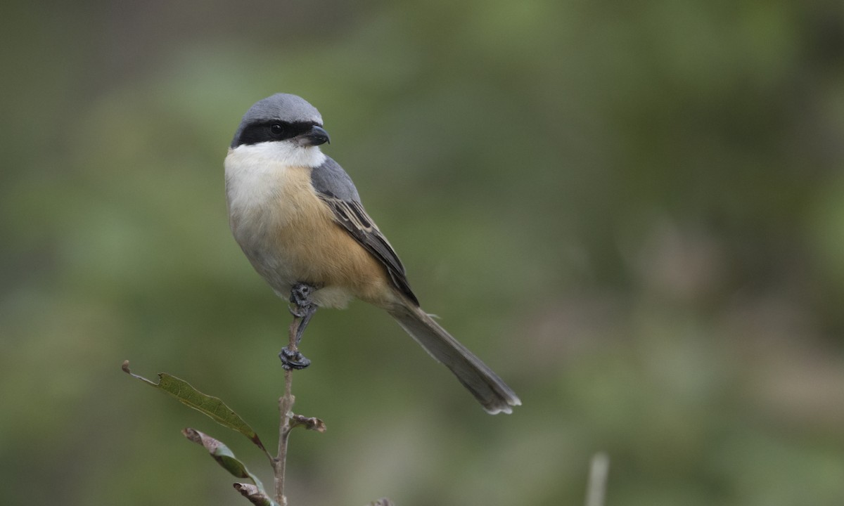 Gray-backed Shrike - ML222755821