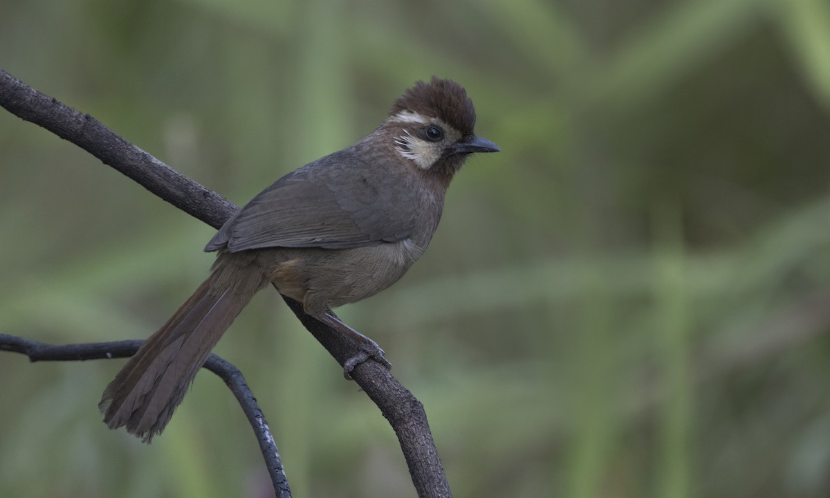 White-browed Laughingthrush - Zak Pohlen
