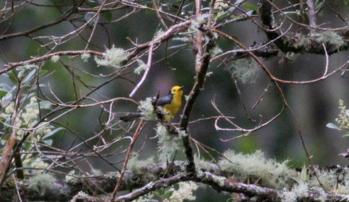 Schwarzohr-Waldsänger (chrysops) - ML22275791