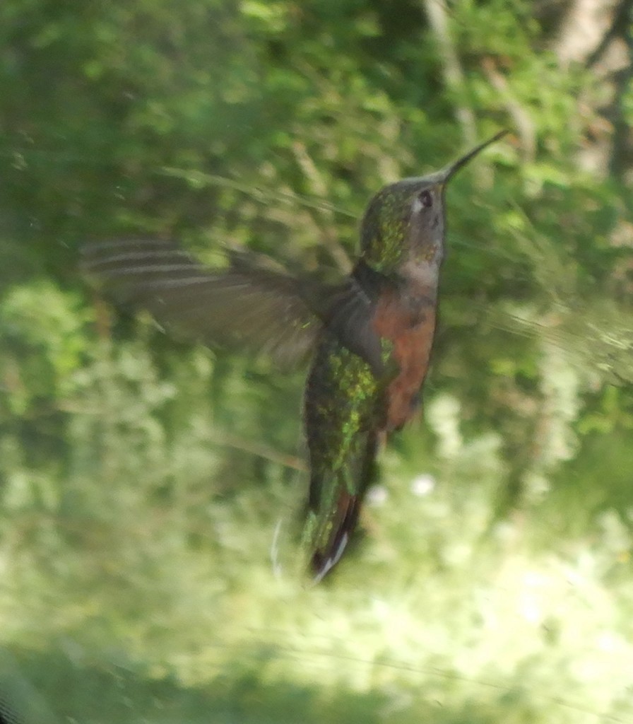 Rufous Hummingbird - Steve Taylor