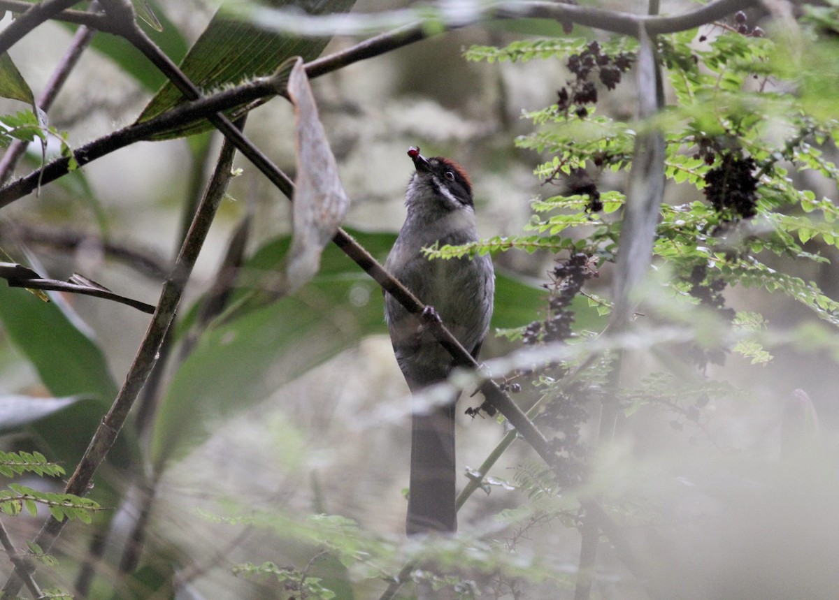 Slaty Brushfinch - ML22276151