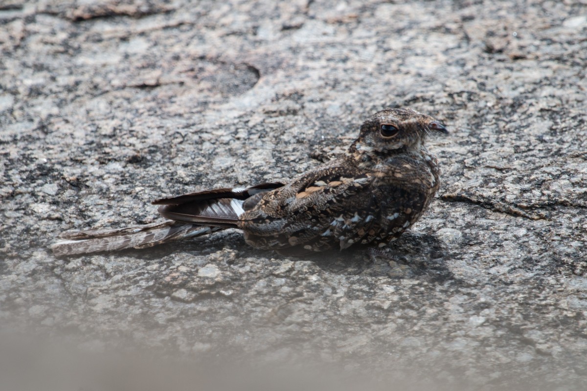 Ladder-tailed Nightjar - ML222761731