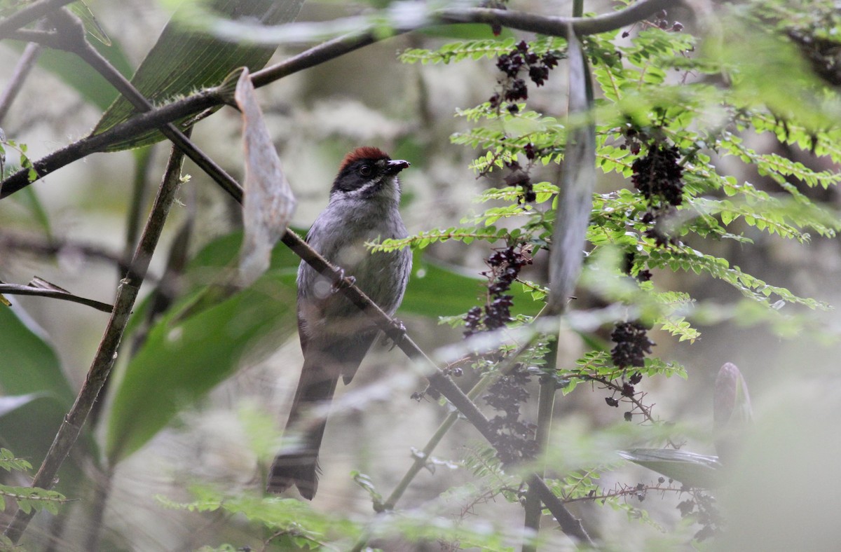 Slaty Brushfinch - ML22276181