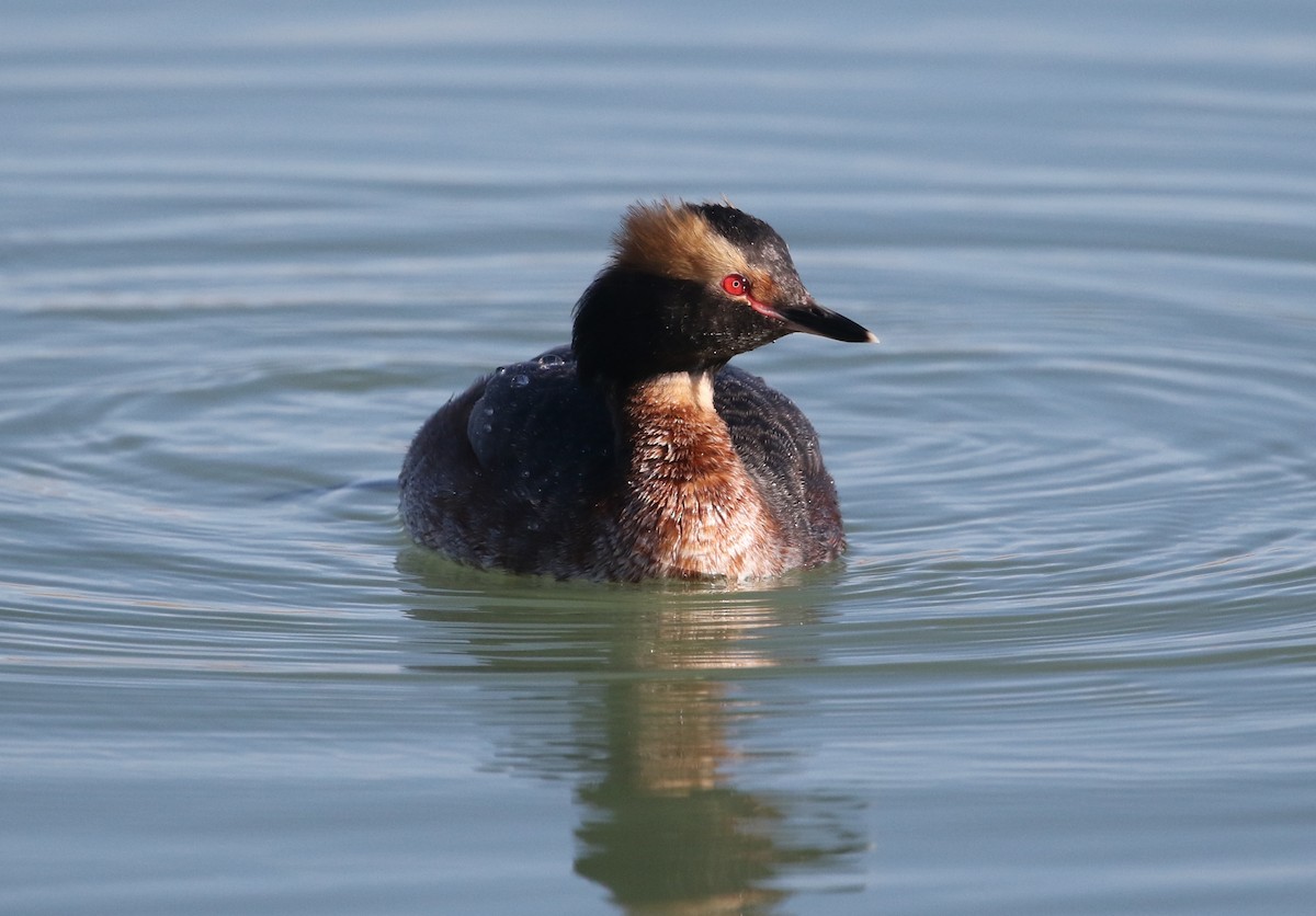Horned Grebe - Carol Ortenzio