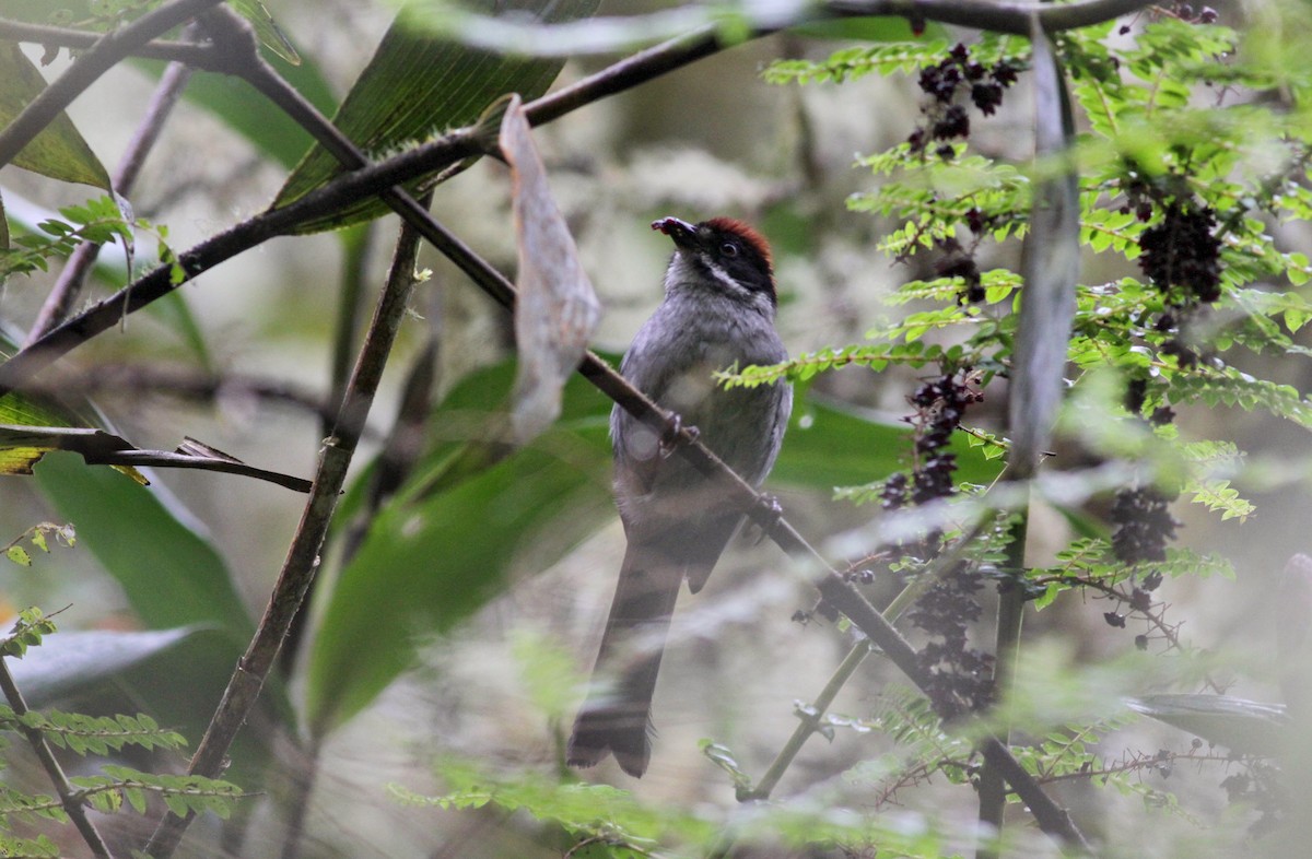 Slaty Brushfinch - ML22276211