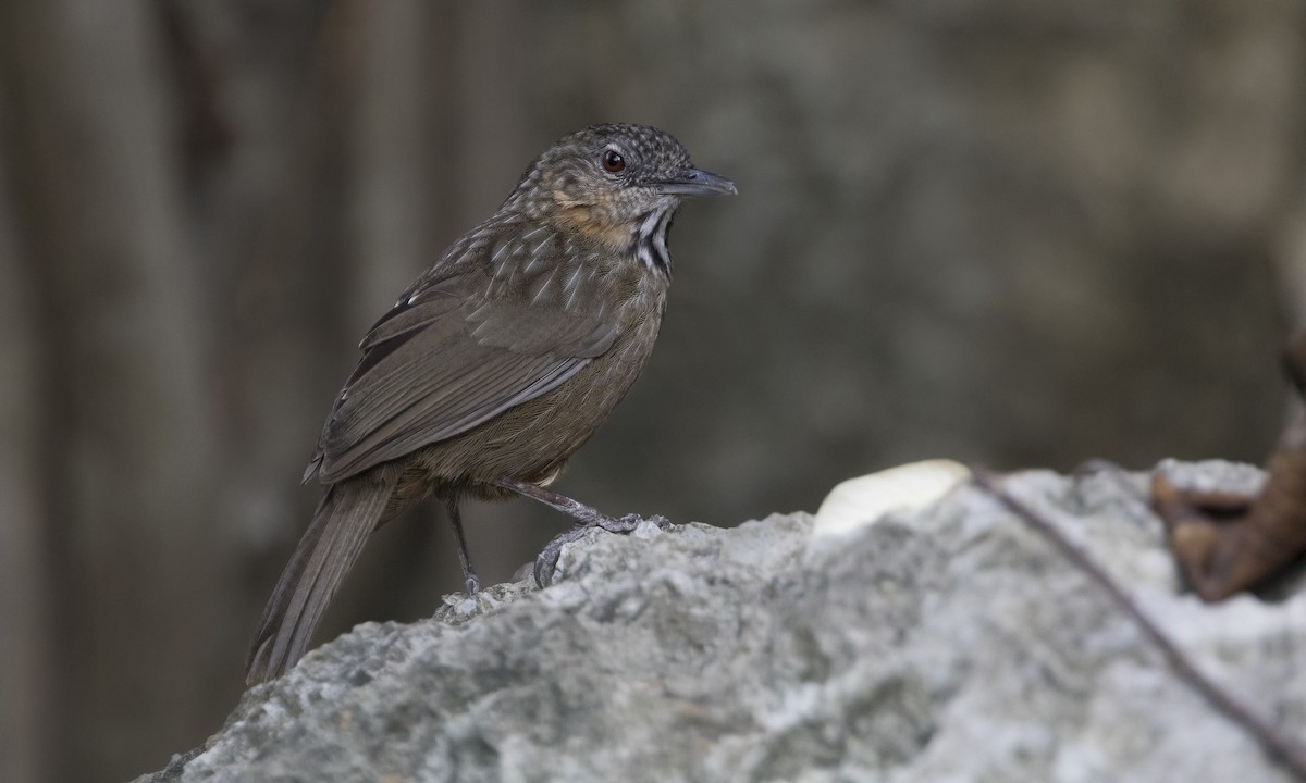 Rufous Limestone Babbler - Zak Pohlen