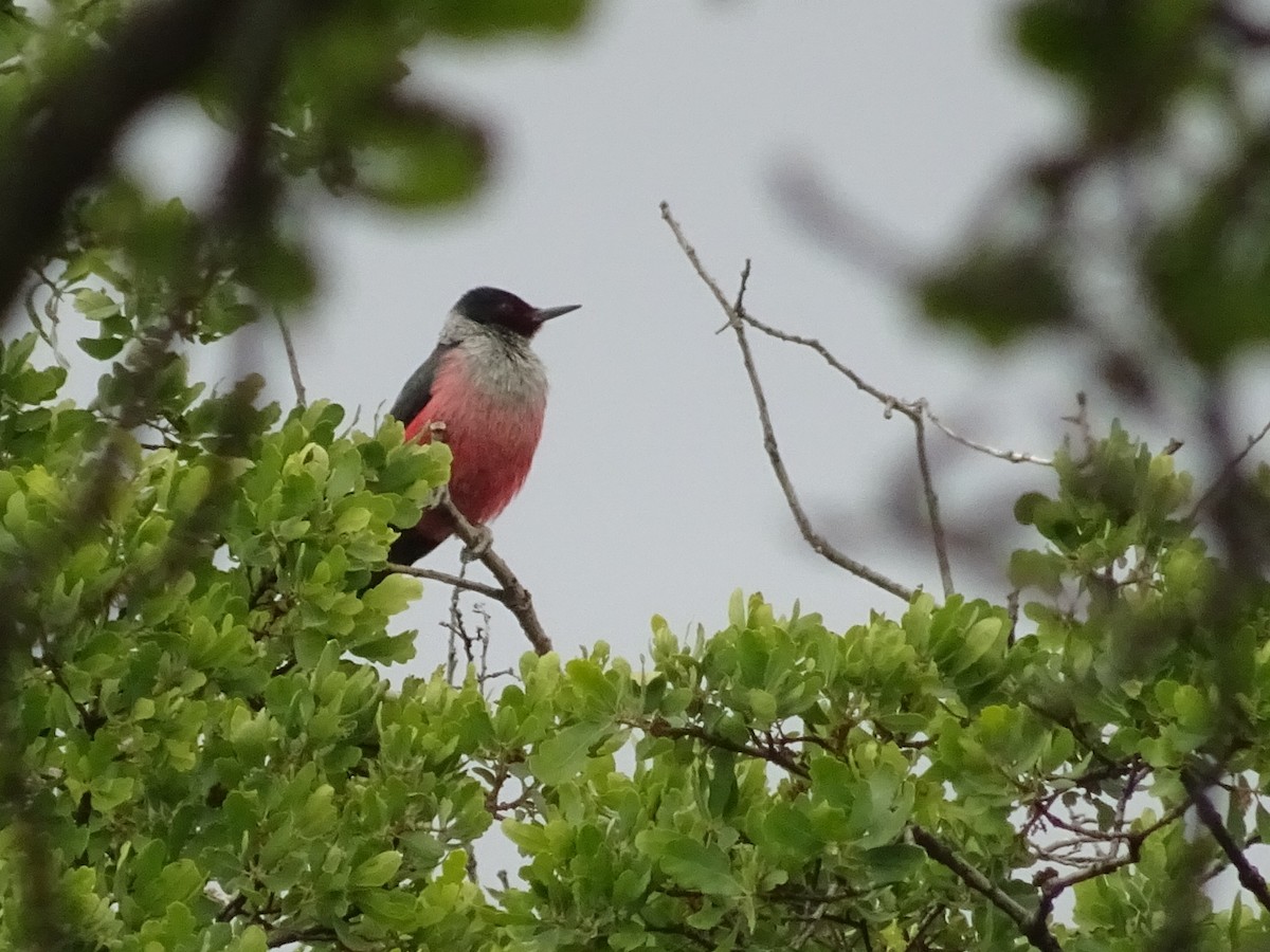 Lewis's Woodpecker - ML222763021