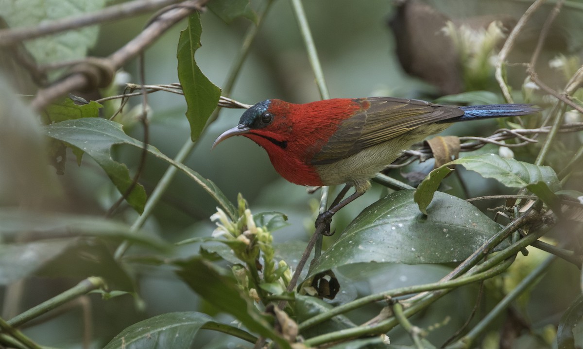 Karmesinnektarvogel - ML222763211