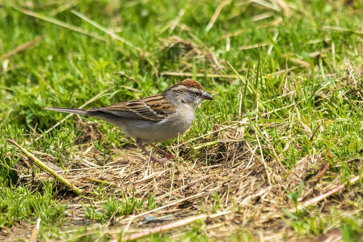 Chipping Sparrow - ML222765181