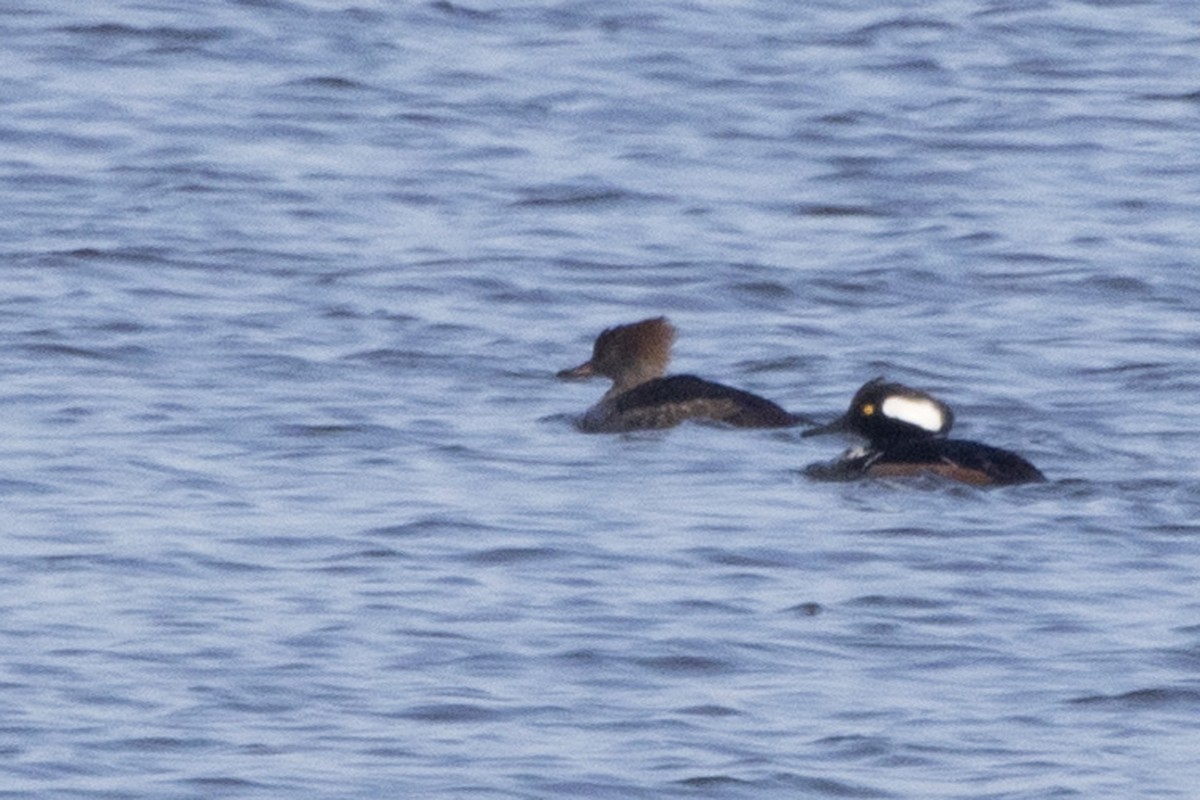 Hooded Merganser - Michael Bowen