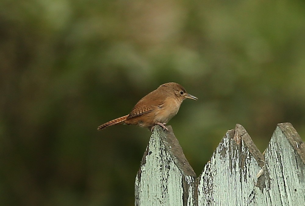 House Wren - ML222768051