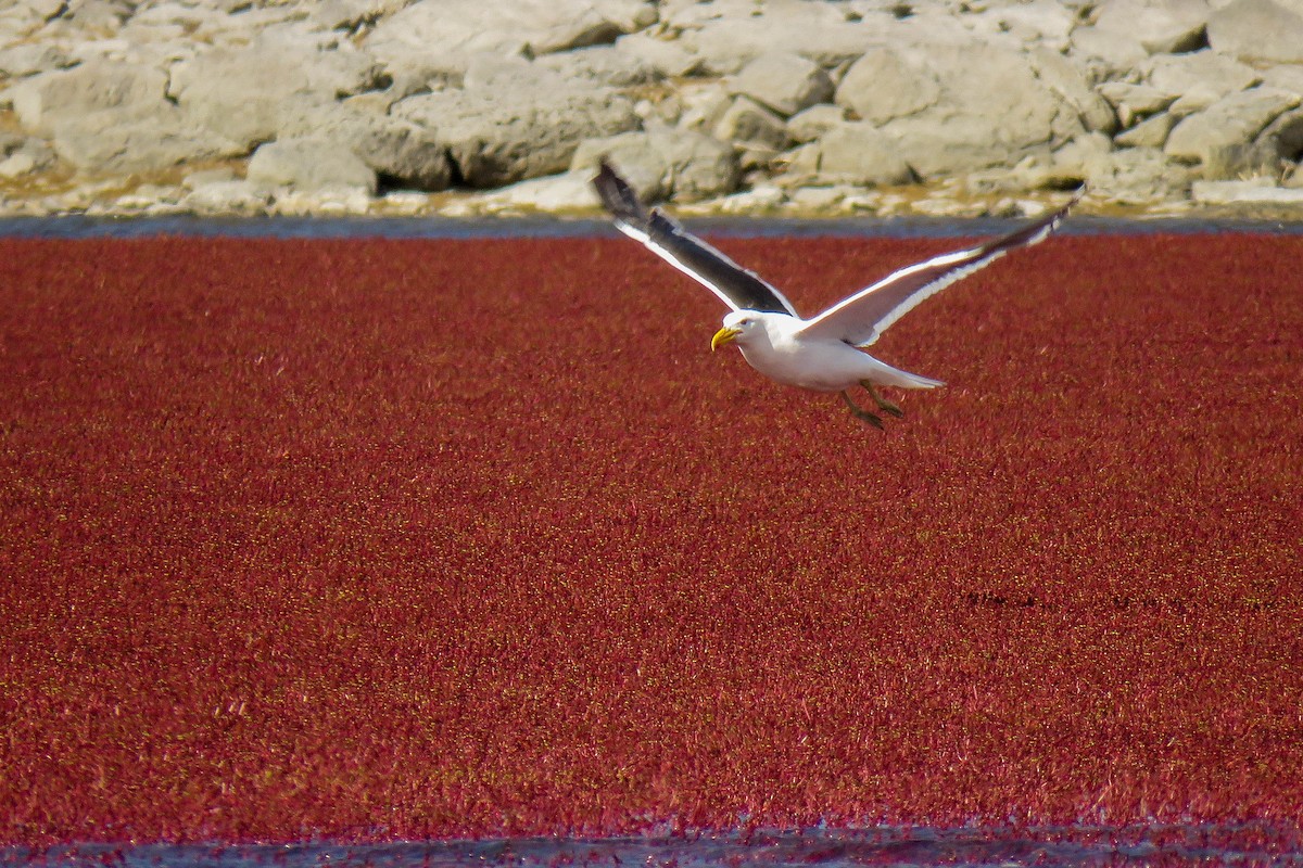 Kelp Gull - ML222769261