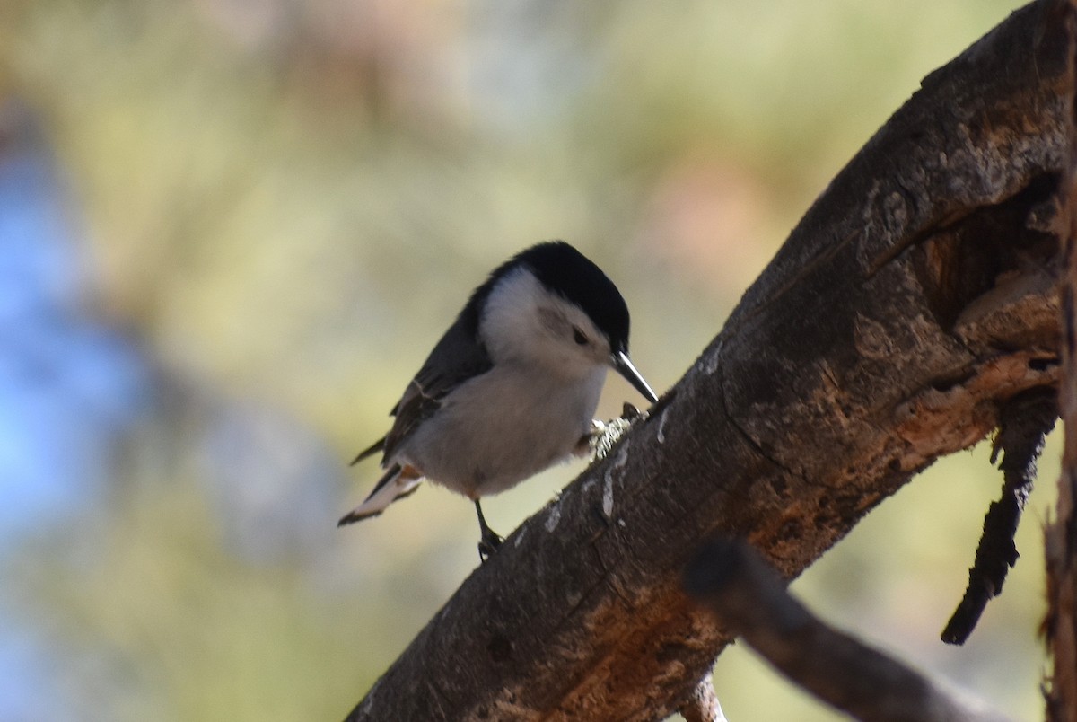 White-breasted Nuthatch - ML222769711