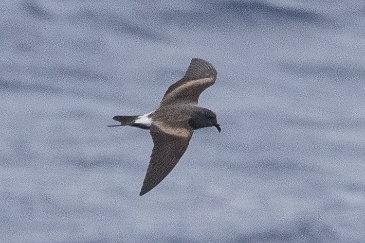 Leach's Storm-Petrel - Eric VanderWerf