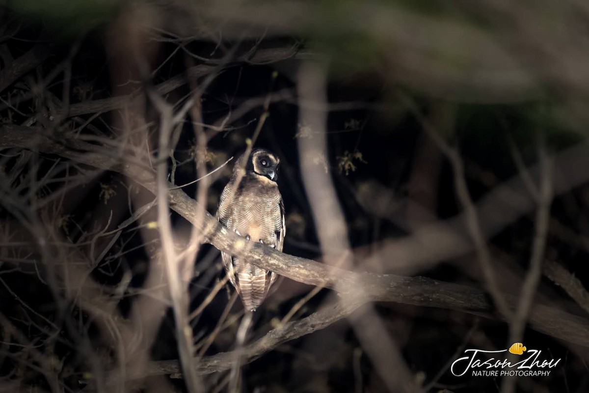 Brown Wood-Owl - ML222770471