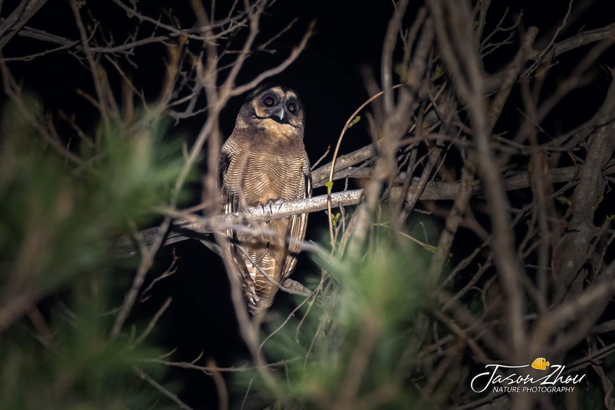 Brown Wood-Owl - ML222770481