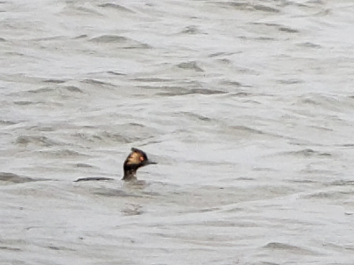 Eared Grebe - ML222772791