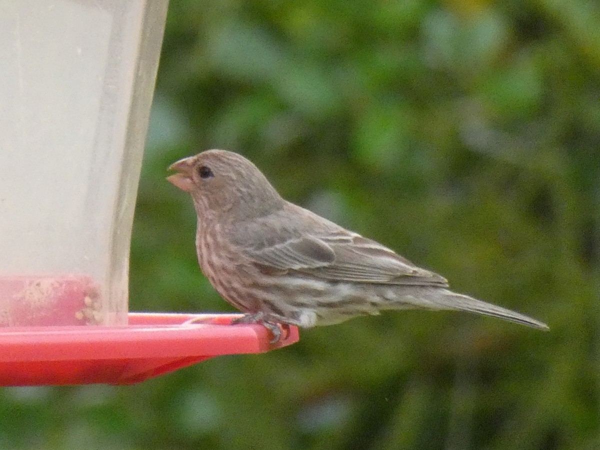 House Finch - Ned Wallace & Janet Rogers