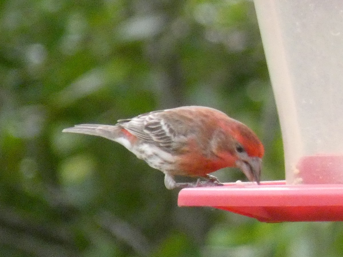 House Finch - Ned Wallace & Janet Rogers