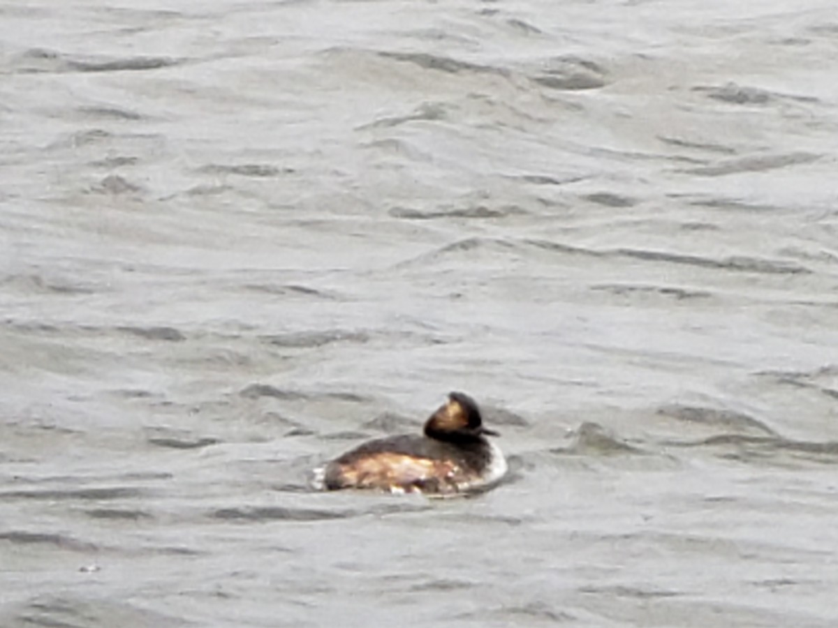 Eared Grebe - ML222773041