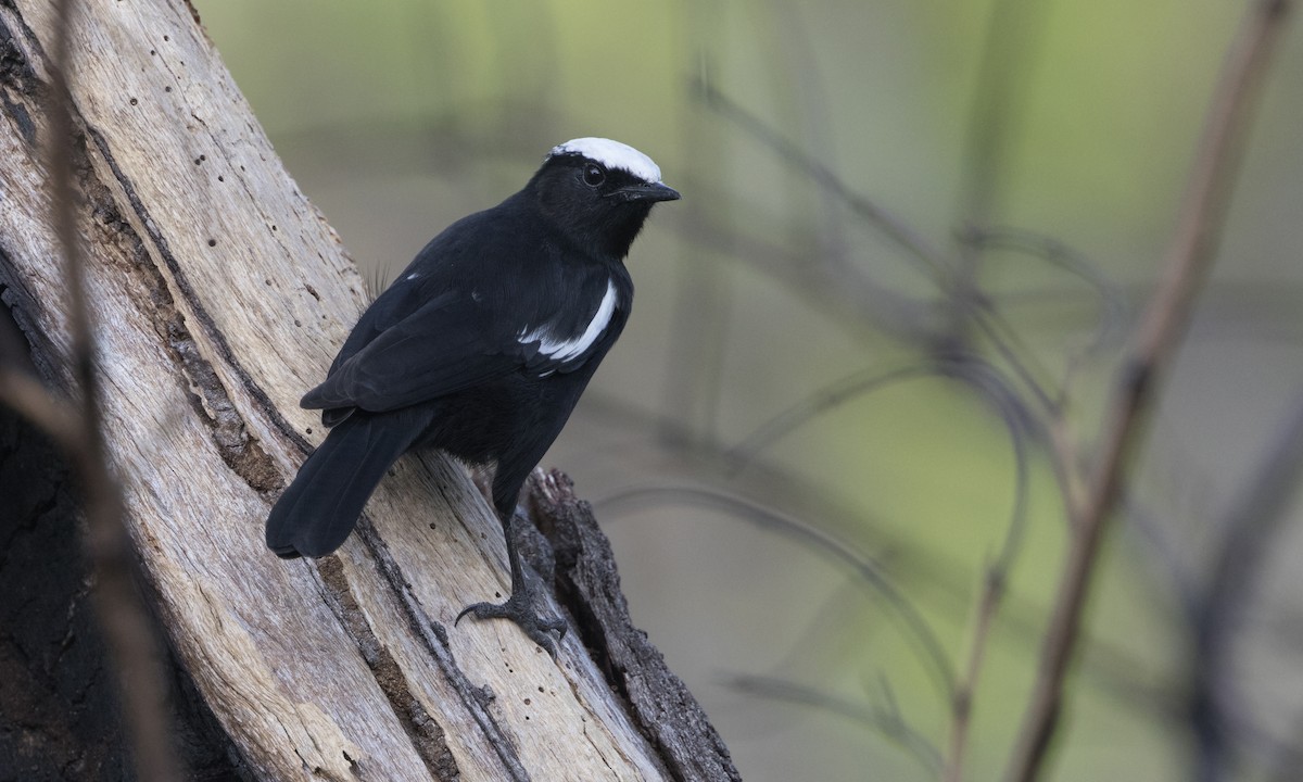 Arnot's Chat - Zak Pohlen