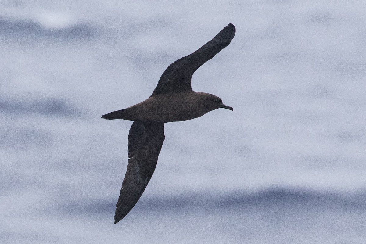 Christmas Shearwater - Eric VanderWerf