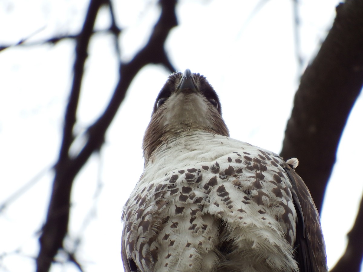 Red-tailed Hawk - Stephen Hurst