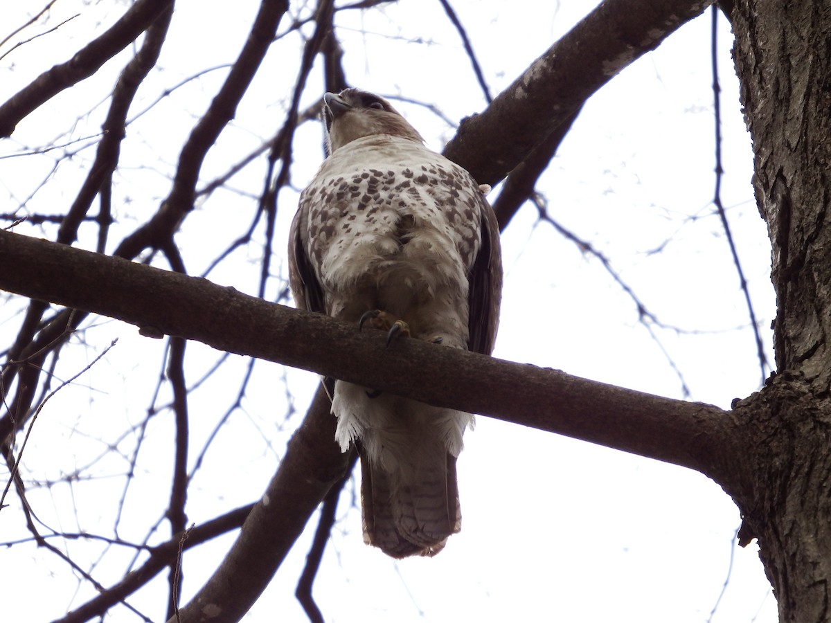 Red-tailed Hawk - ML222774471