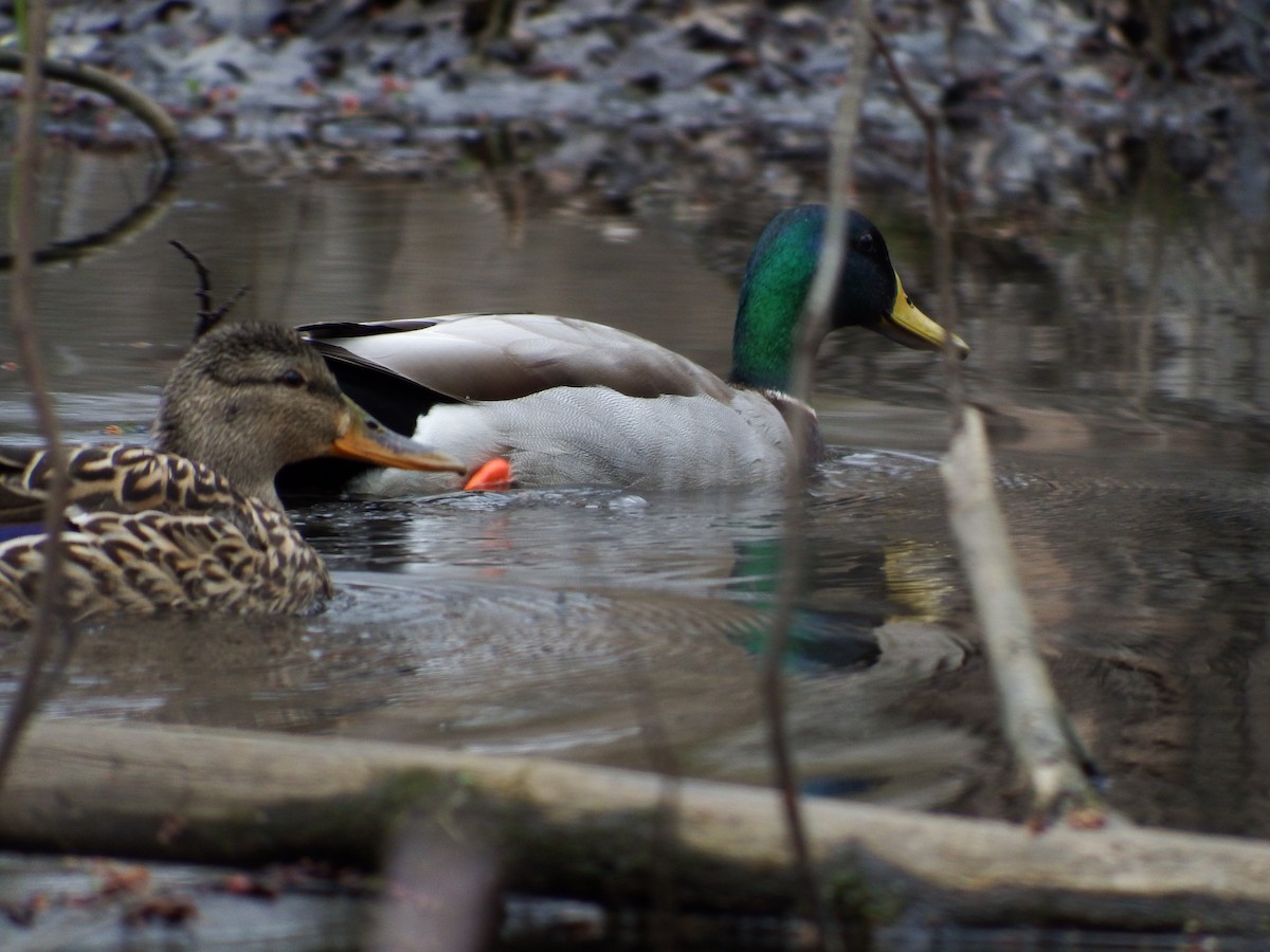 Mallard - Stephen Hurst