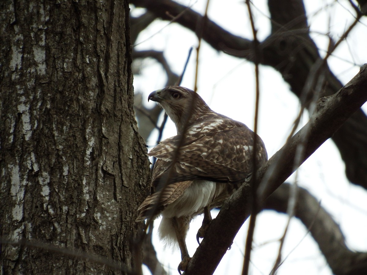 Red-tailed Hawk - Stephen Hurst