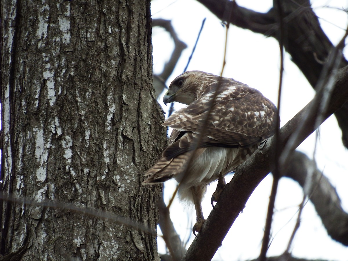 Red-tailed Hawk - Stephen Hurst