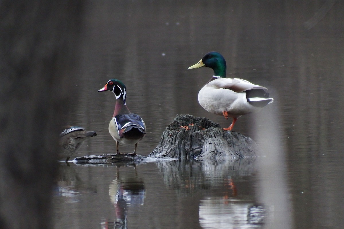 Wood Duck - ML222774791