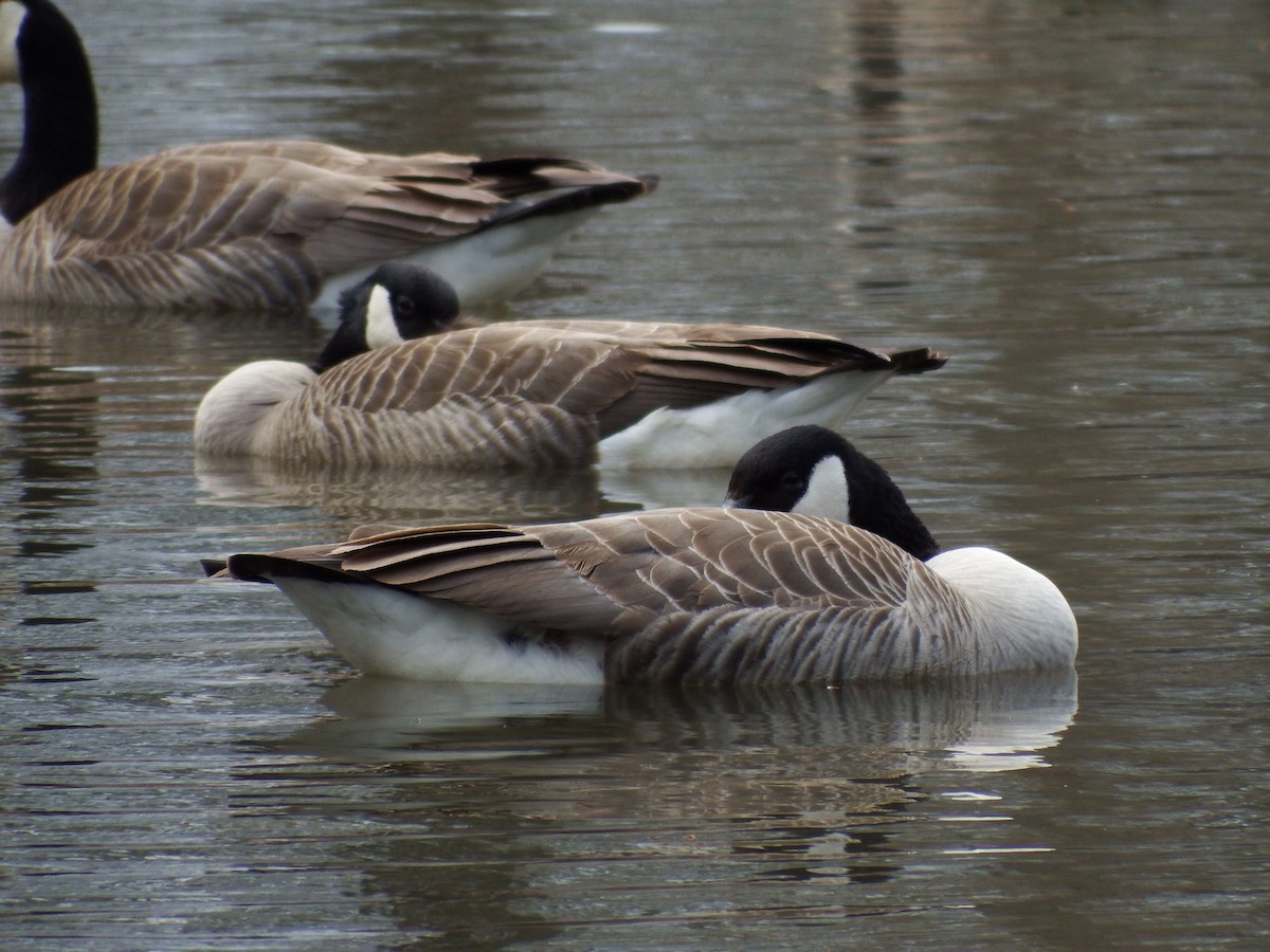 Canada Goose - ML222774971