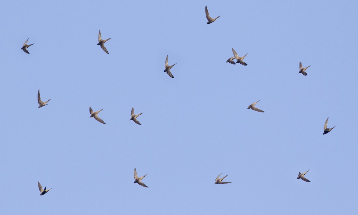 African Swift (African) - ML222775011