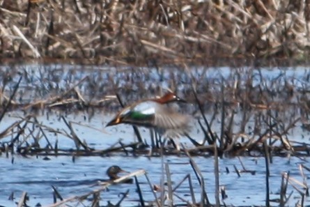 Cinnamon Teal - ML222775241