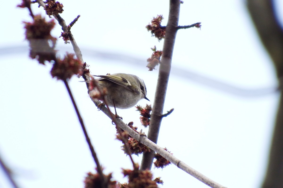 Golden-crowned Kinglet - ML222775351