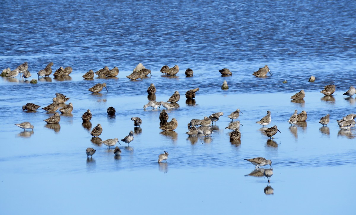 Stilt Sandpiper - Craig Watson