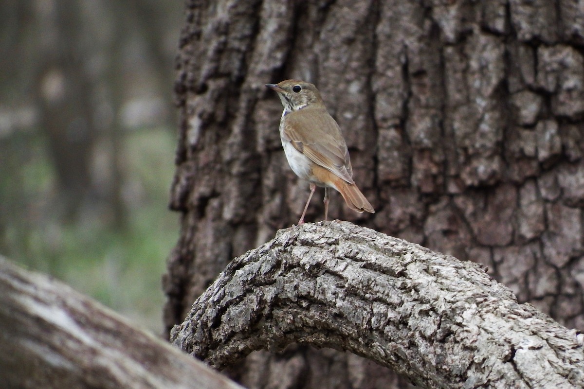 Hermit Thrush - ML222775611