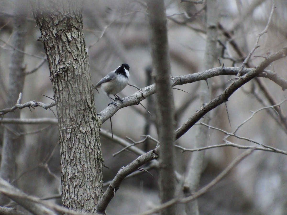 Black-capped Chickadee - Stephen Hurst