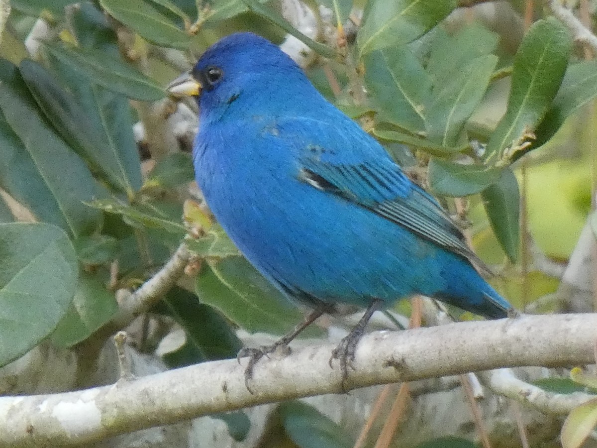 Indigo Bunting - Ned Wallace & Janet Rogers