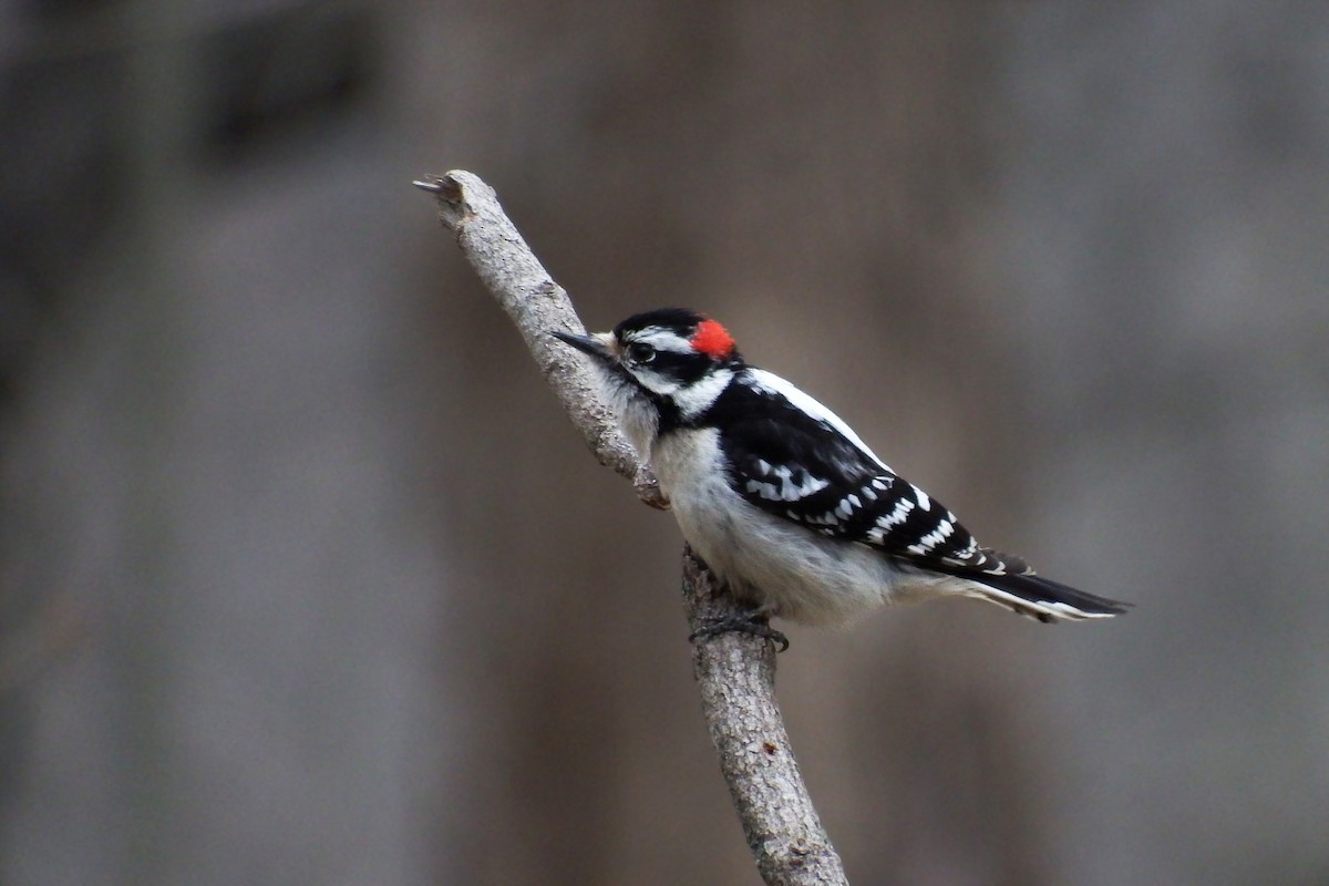 Downy Woodpecker - Stephen Hurst