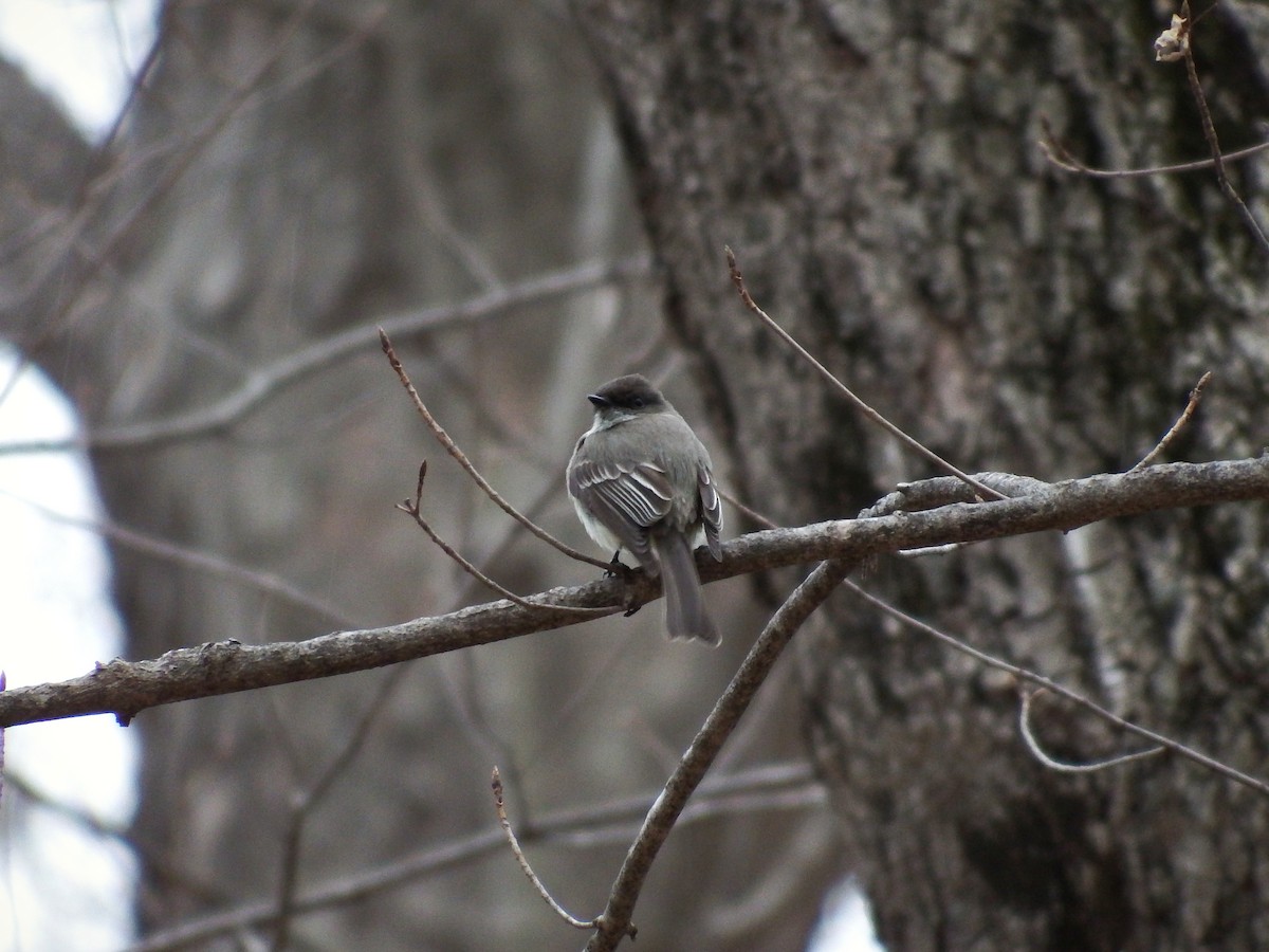 Eastern Phoebe - Stephen Hurst