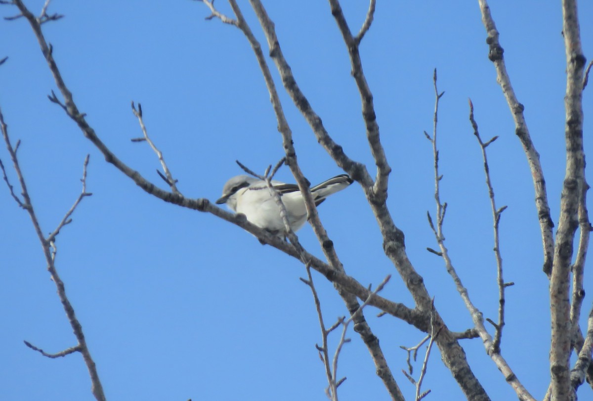 Northern Shrike - ML222778891