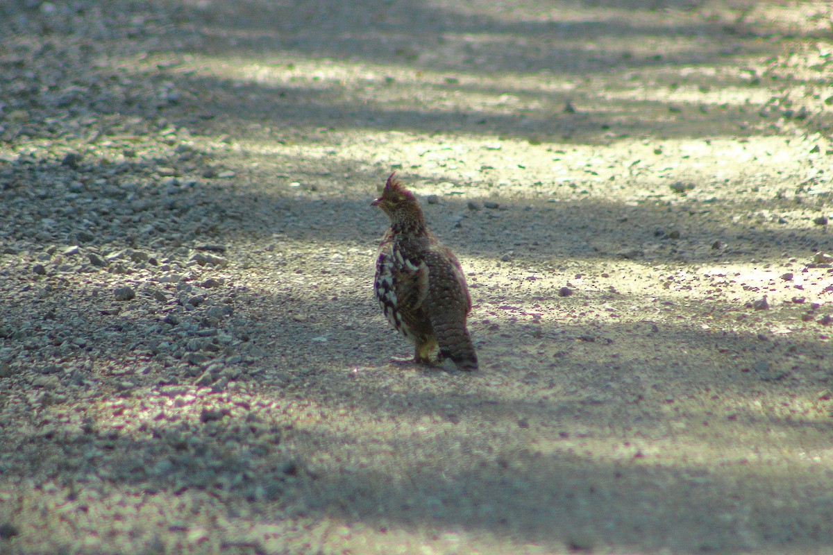 Ruffed Grouse - ML222778941