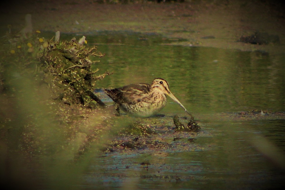 Magellanic Snipe - ML22277941