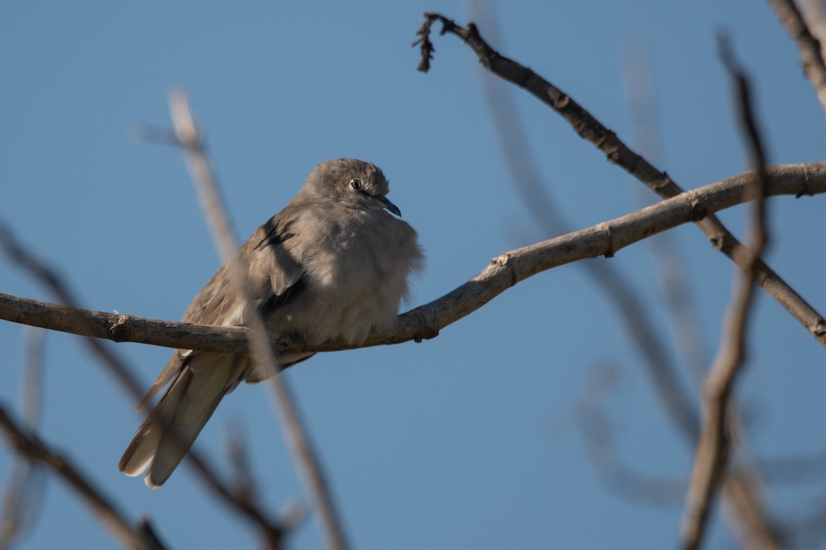 Picui Ground Dove - Pablo Re